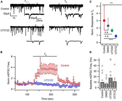 PLC regulates spontaneous glutamate release triggered by extracellular calcium and readily releasable pool size in neocortical neurons